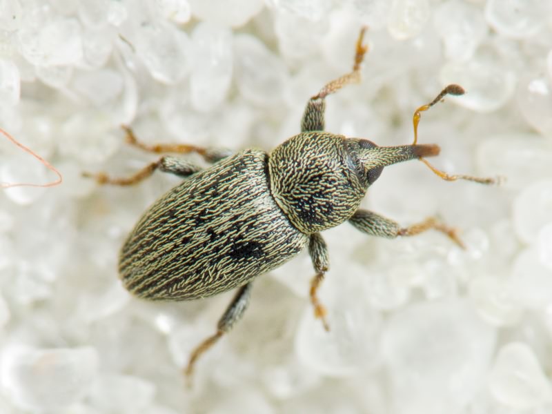 Tychius picirostris (Fabricius, 1787)